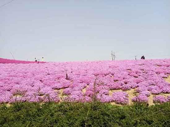 芝樱苗批发，芝樱苗价格，青州芝樱苗价格，芝樱种植基地@刘俊杰