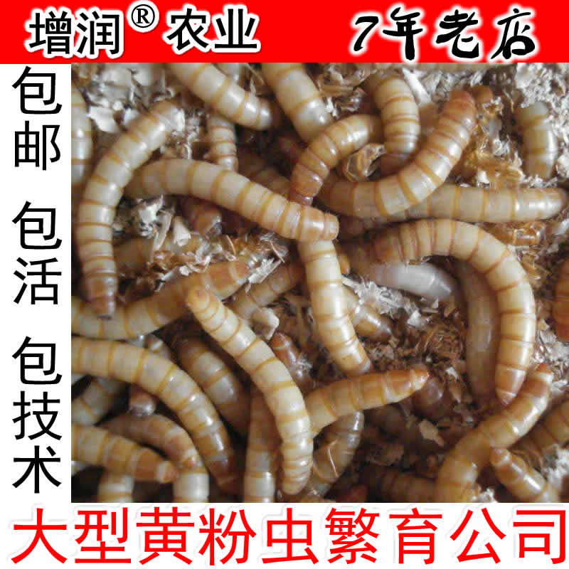 黄粉虫种虫虫卵包邮 养殖黄粉虫种苗