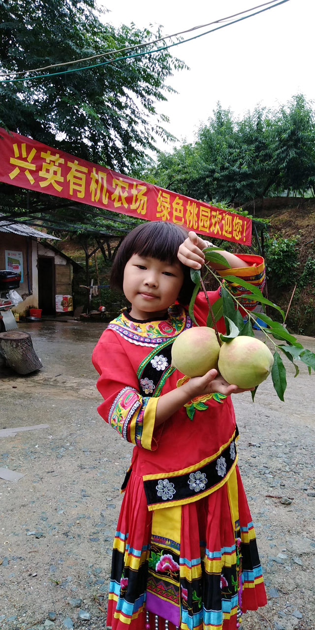 鹰嘴蜜桃 河源桃苗基地 鹰嘴桃苗