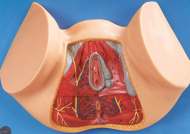 KAY-A15113女性会阴模型-人体解剖医学模型-内分泌系统解剖模型-上海康谊医学教学仪器设备有限公司