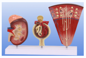 KAY-L1132肾、肾单位、肾小球模型-肾脏模型-人体泌尿生殖系统-上海康谊医学教学仪器设备有限公司